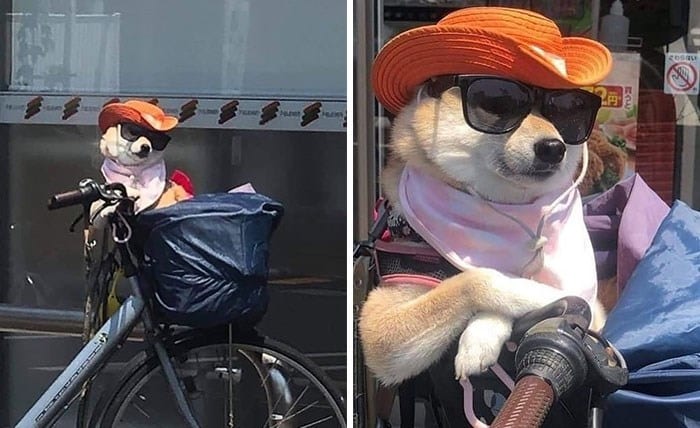 30 Unbelievably Cute Dogs Living Their Best Lives In Bags
