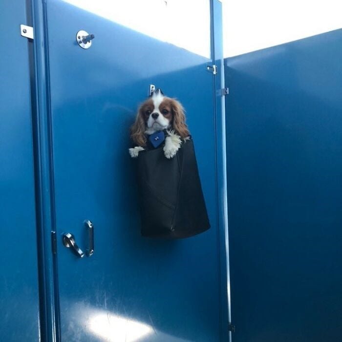 30 Unbelievably Cute Dogs Living Their Best Lives In Bags