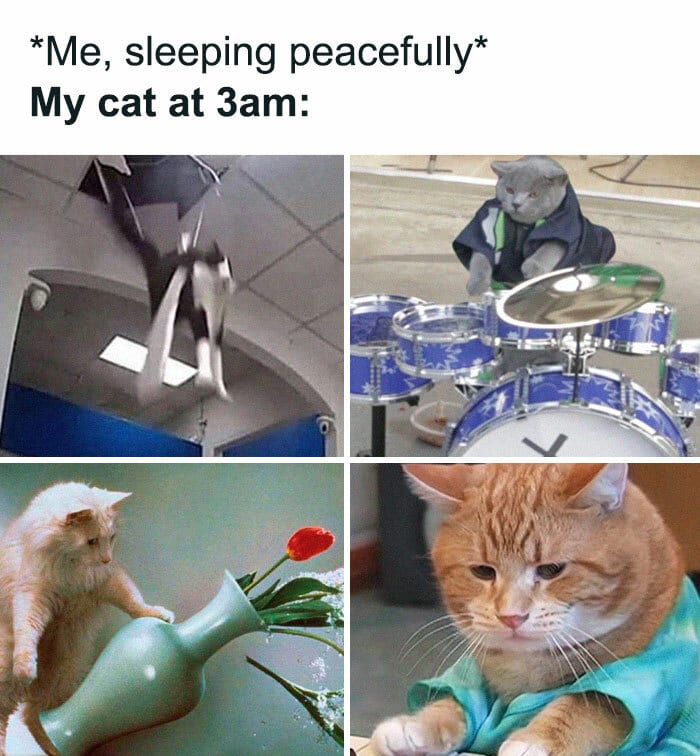 30 Awesome Cat Memes To Look At 