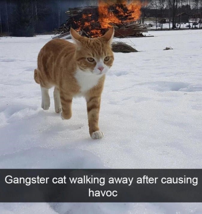 20 Dumb Cat Memes That Are So Funny You Can't Resist Laughing