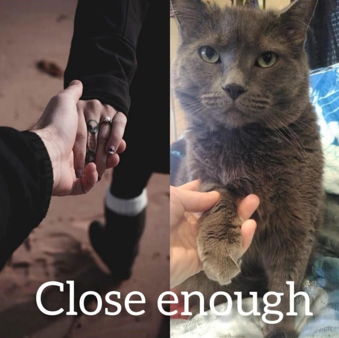 20 Dumb Cat Memes That Are So Funny You Can't Resist Laughing