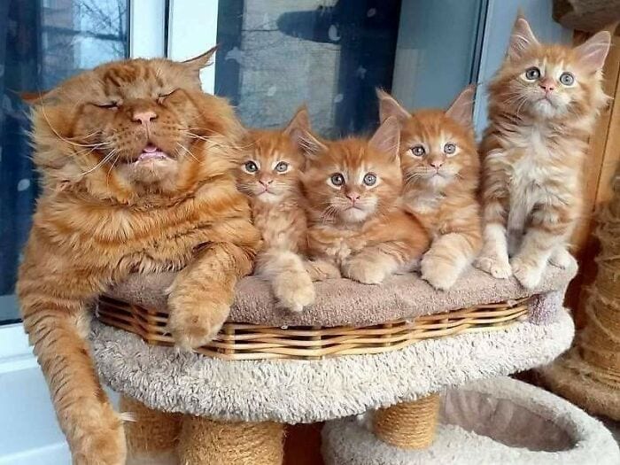 30 Extremely Cute And Wholesome Animal Parenting