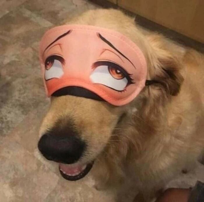 30 Weirdly Funny Unexplained Japanese Pictures With Out Any Context