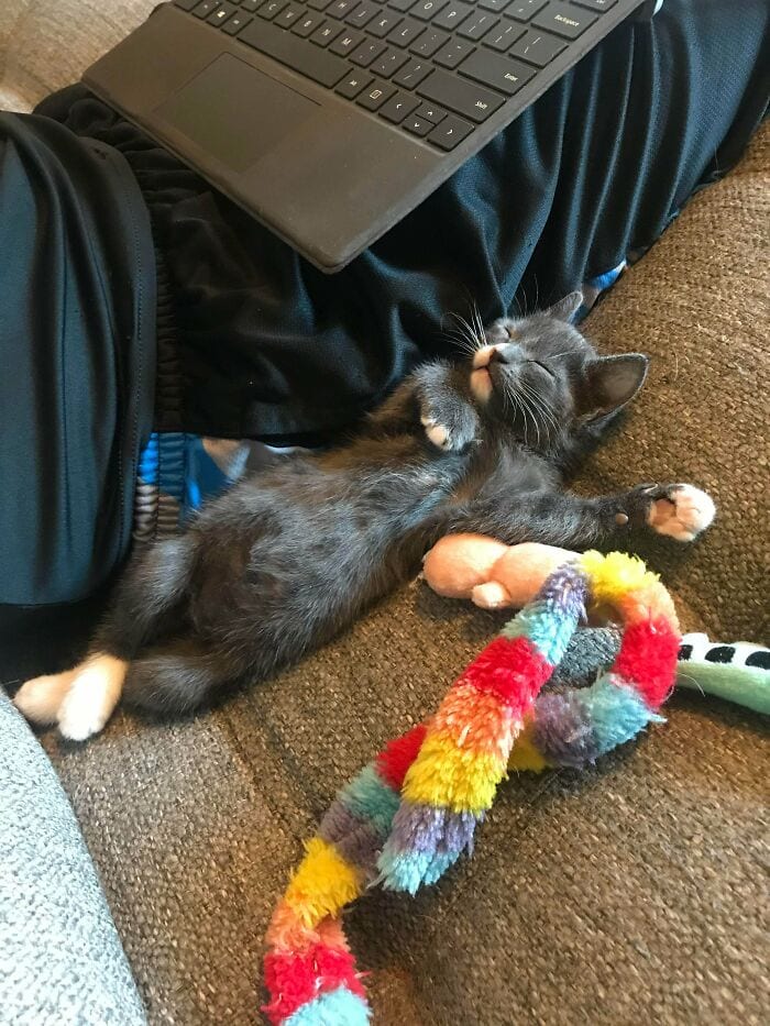 30 Wholesome And Necessary Cat Pics