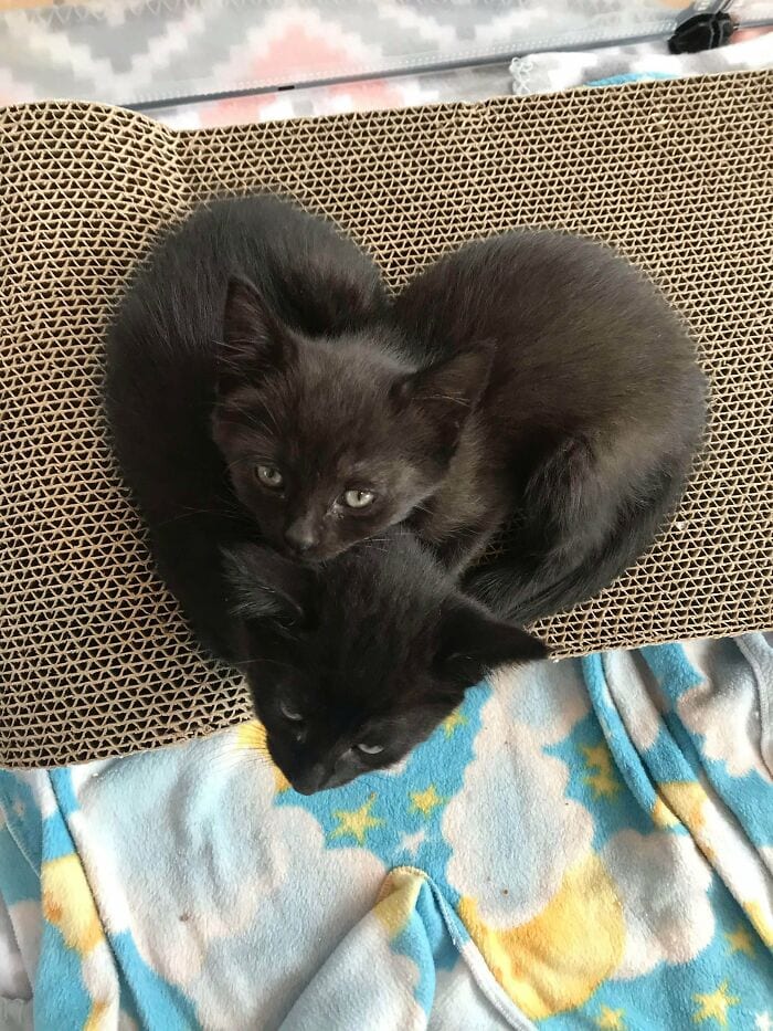 30 Wholesome And Necessary Cat Pics
