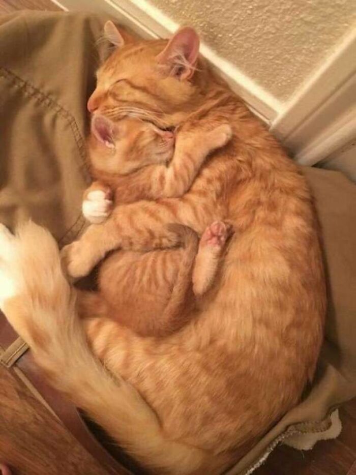 30 Wholesome And Necessary Cat Pics