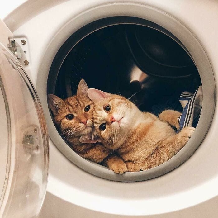 30 Wholesome And Necessary Cat Pics