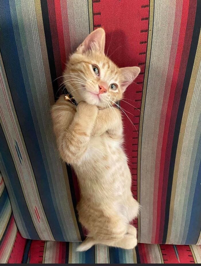 30 Wholesome And Necessary Cat Pics