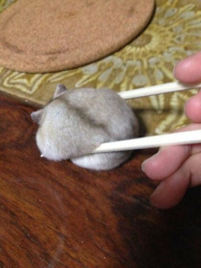 30 Weirdly Funny Unexplained Japanese Pictures With Out Any Context
