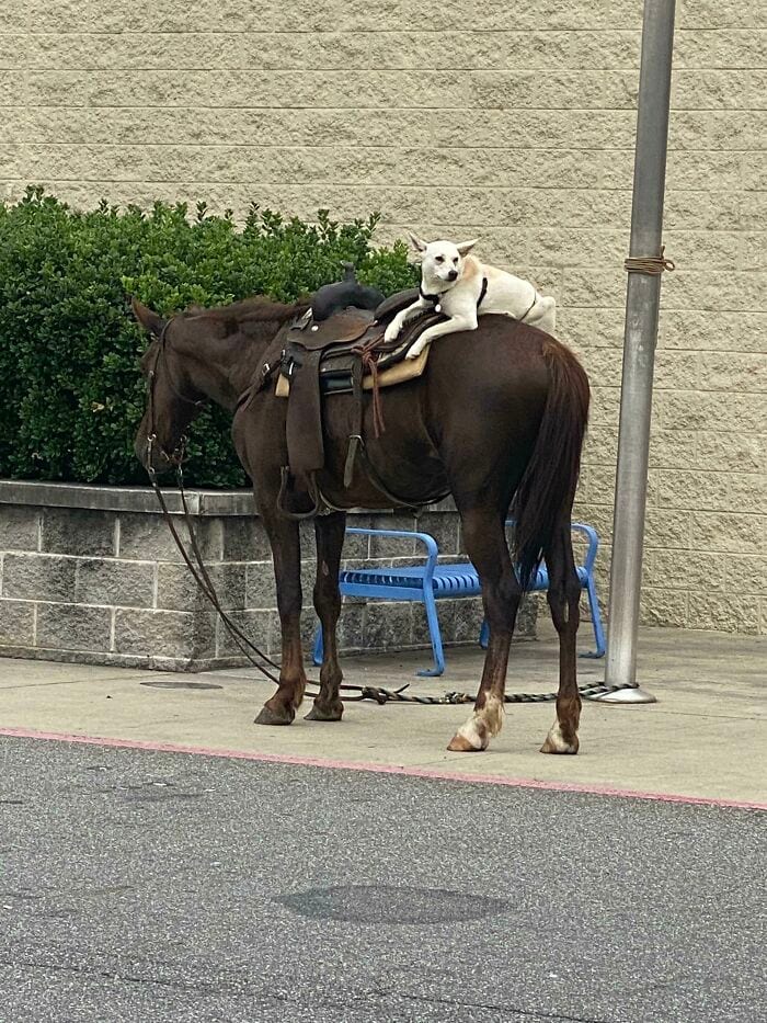 30 Insane Walmart Images Caught On Camera