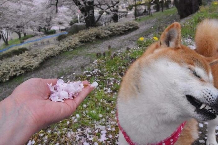 30 Weirdly Funny Unexplained Japanese Pictures With Out Any Context