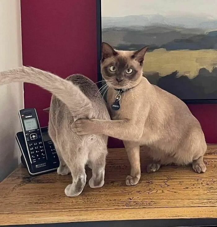 30 Spectacularly Weird Pictures That Will Definitely Confuse You