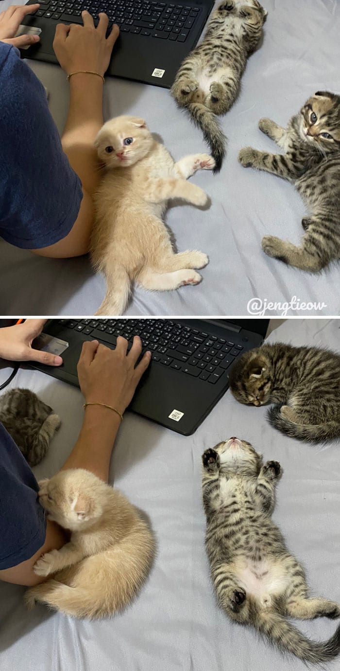 30 Wholesome And Necessary Cat Pics
