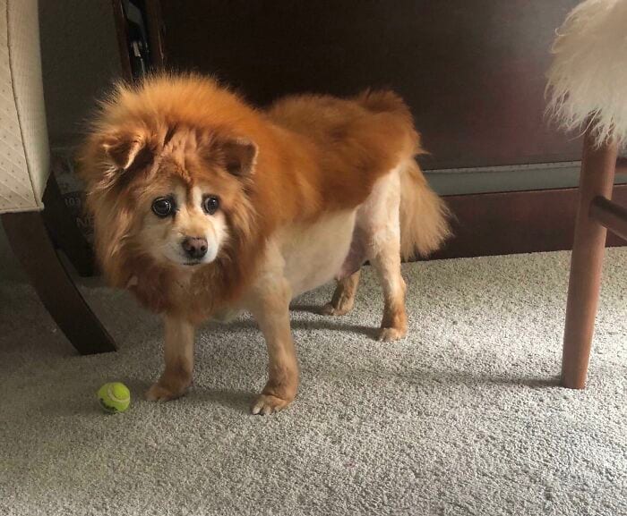 30 Times People Took Their Dogs To The Groomers And What They Got Back Was Hilarious