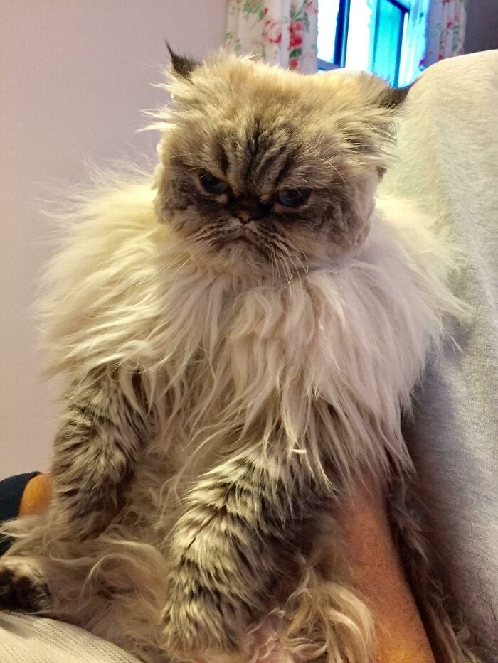 30 Times People Took Their Dogs To The Groomers And What They Got Back Was Hilarious