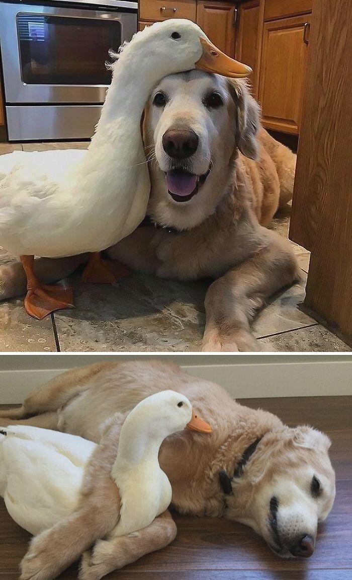 30 Heart Warming Pics That Show Why Ducks Are The Cutest