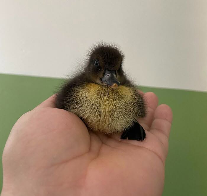 30 Heart Warming Pics That Show Why Ducks Are The Cutest