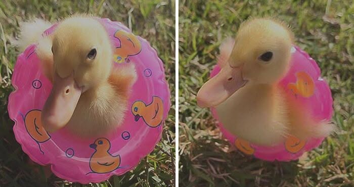 30 Heart Warming Pics That Show Why Ducks Are The Cutest