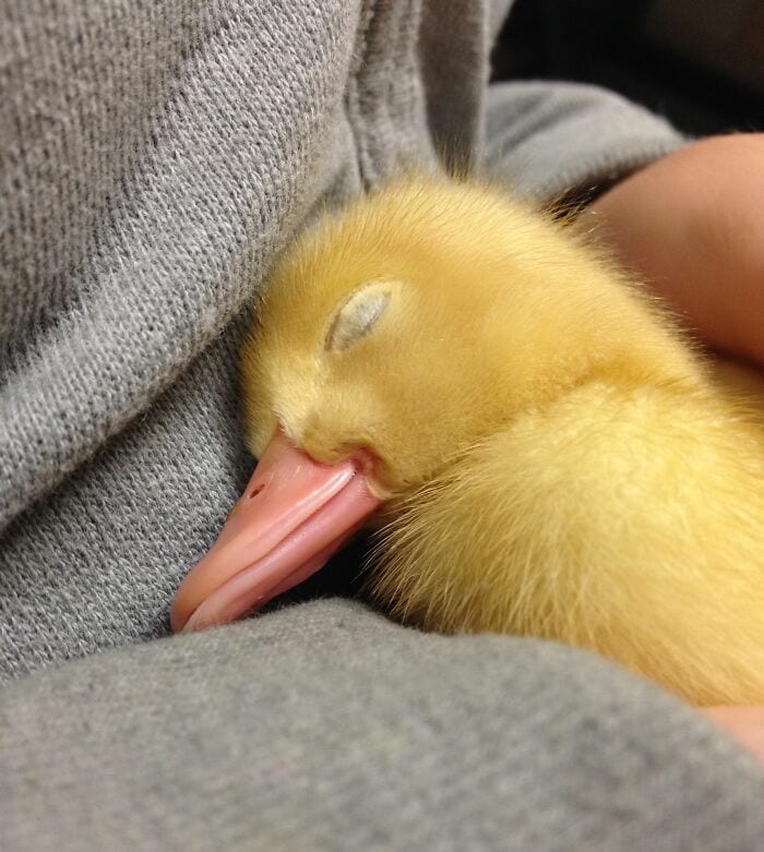 30 Heart Warming Pics That Show Why Ducks Are The Cutest