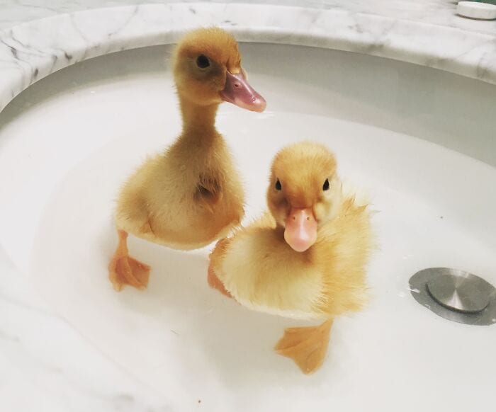30 Heart Warming Pics That Show Why Ducks Are The Cutest