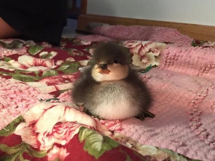 30 Heart Warming Pics That Show Why Ducks Are The Cutest