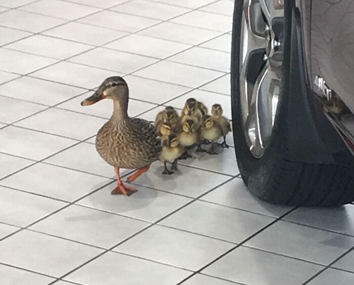 30 Heart Warming Pics That Show Why Ducks Are The Cutest