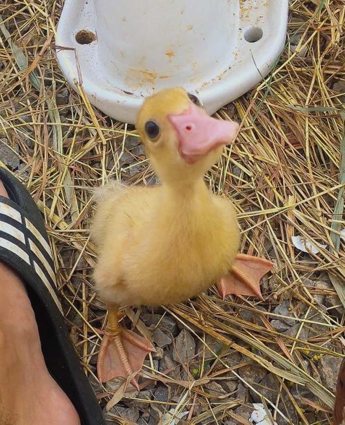 30 Heart Warming Pics That Show Why Ducks Are The Cutest