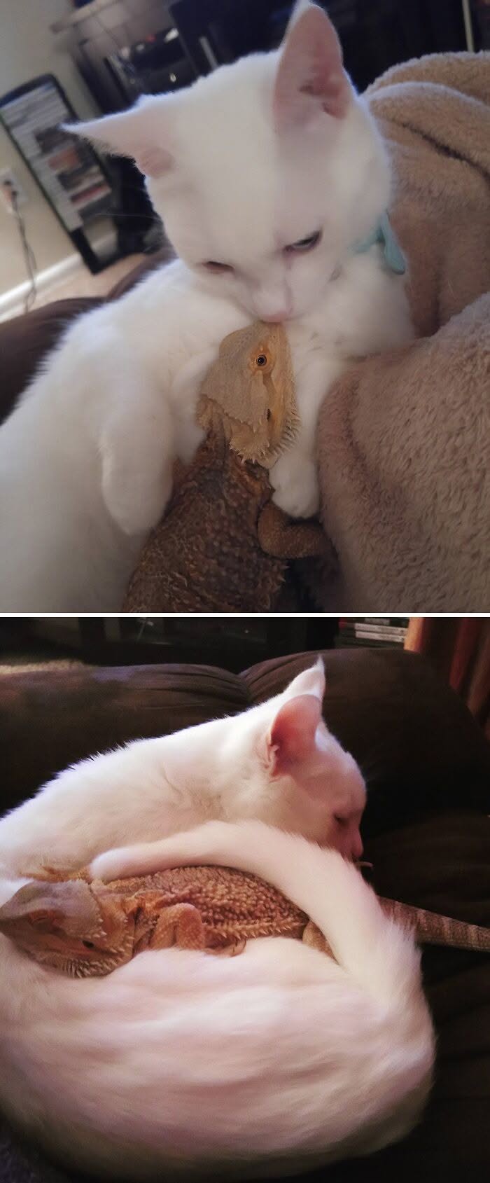 30 Times Lizards Were Caught Being Unbearably Cute