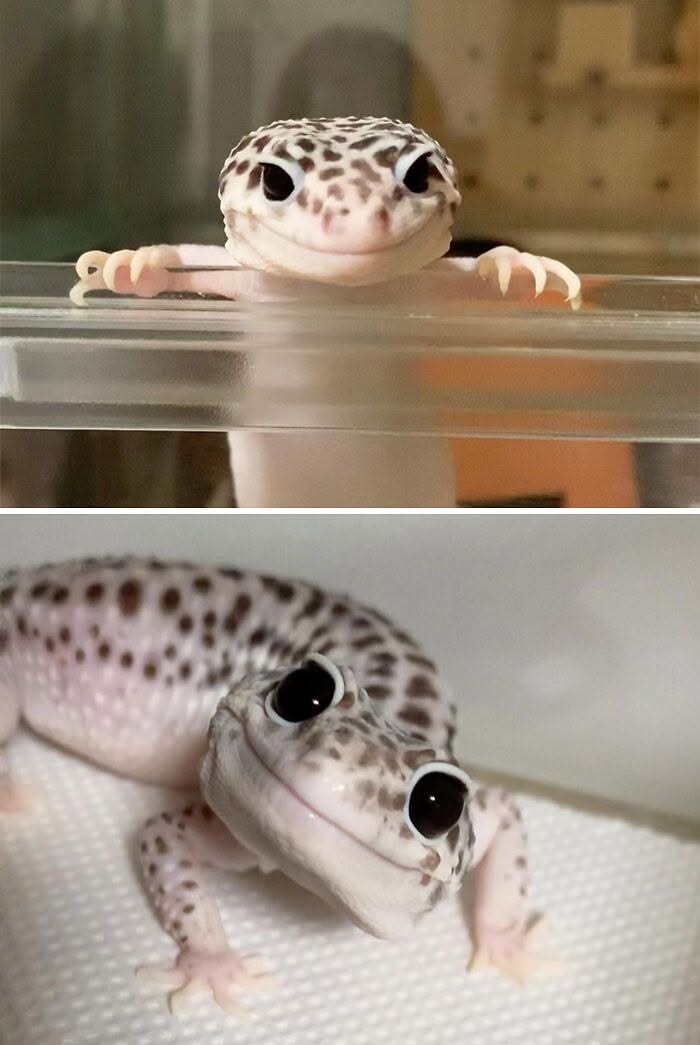 30 Times Lizards Were Caught Being Unbearably Cute