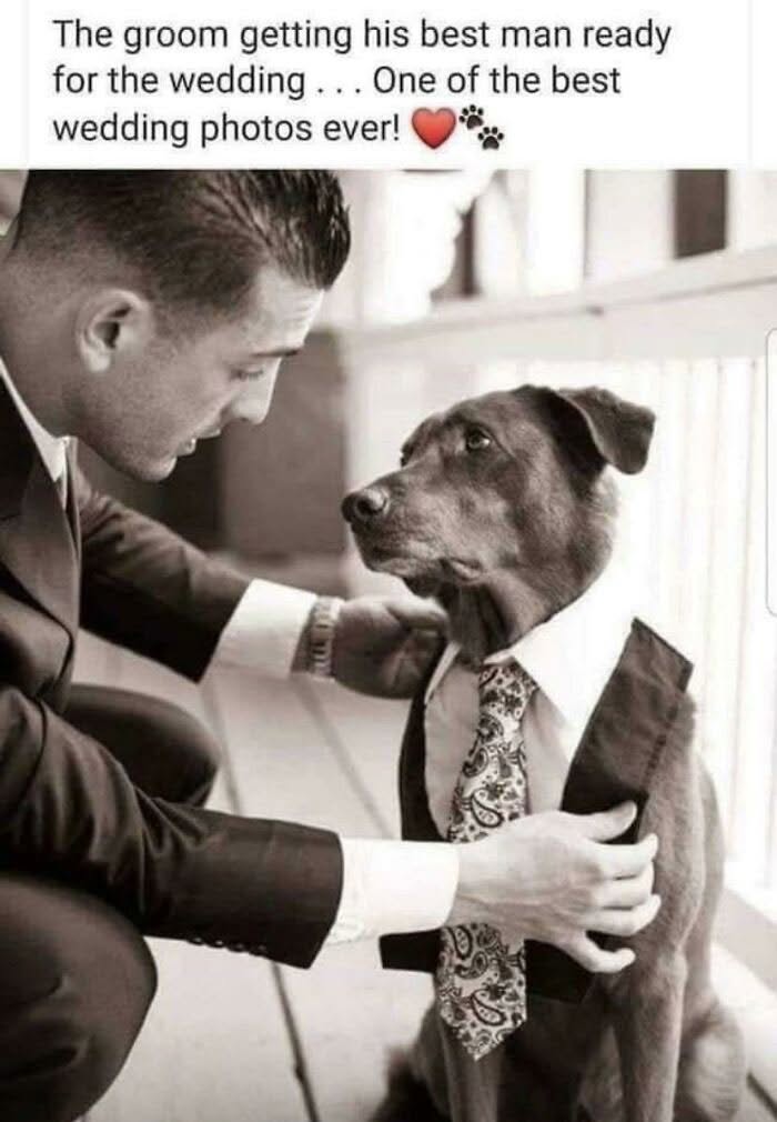 30 Adorable Times People Encountered Wholesome Dogs