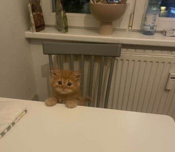 6408602Fd3975 Ginger Cats