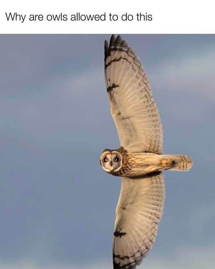 30 Delightful And Humorous Encounters Involving Animals