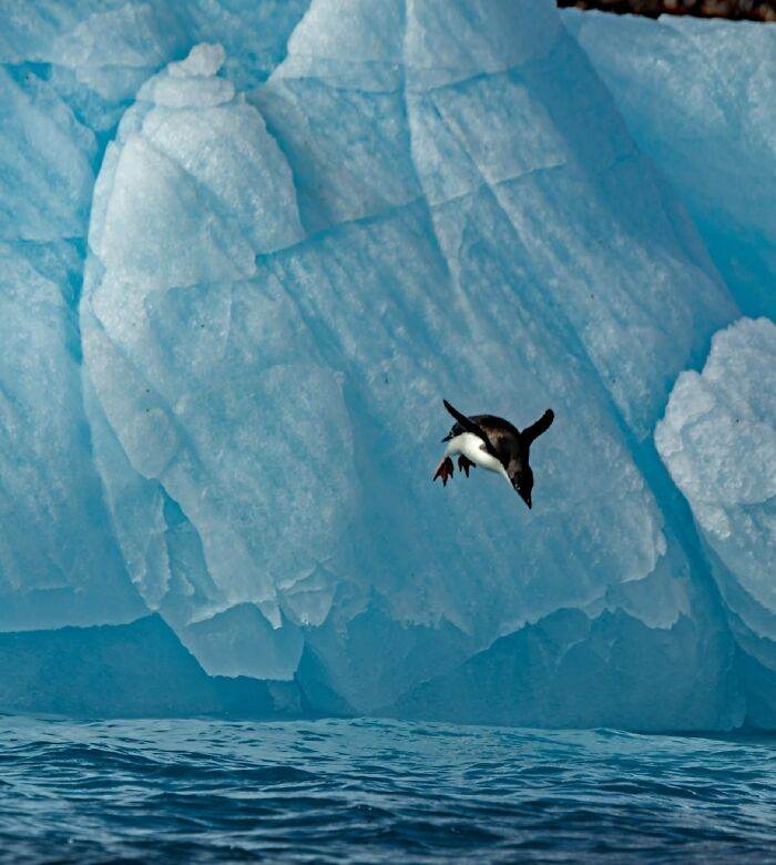 30 Stunning Wildlife Photos Captured By Photographers Worldwide