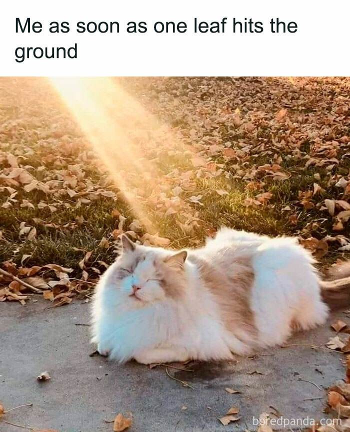 Fall Meme 1 6708D6F2C8E1E 700